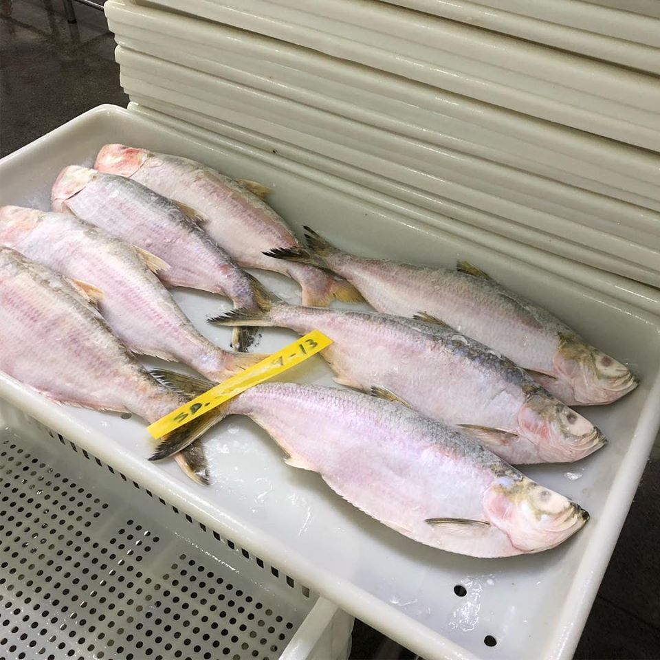 Hilsa